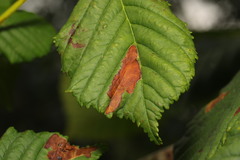 Phyllosticta sphaeropsoidea