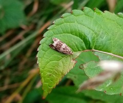 Syricoris