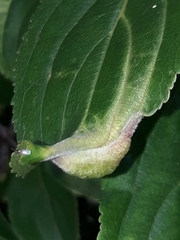 Trichochermes walkeri