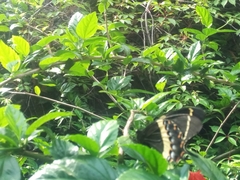 Papilio garamas garamas