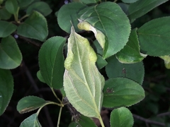 Trichochermes walkeri