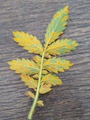 Quasipucciniastrum ochraceum