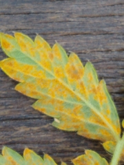 Quasipucciniastrum ochraceum