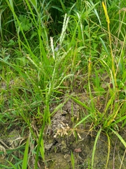 Glyceria notata