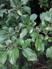 Trichochermes walkeri