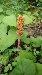Orobanche flava