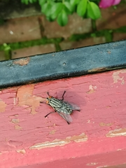 Sarcophagidae