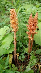 Orobanche flava