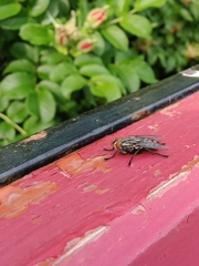 Sarcophagidae
