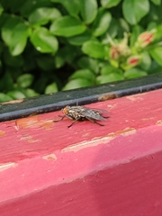 Sarcophagidae