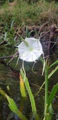 Hymenocallis duvalensis