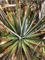 Puya dasylirioides