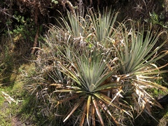 Puya dasylirioides