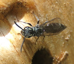 Krombeinopyga pumila