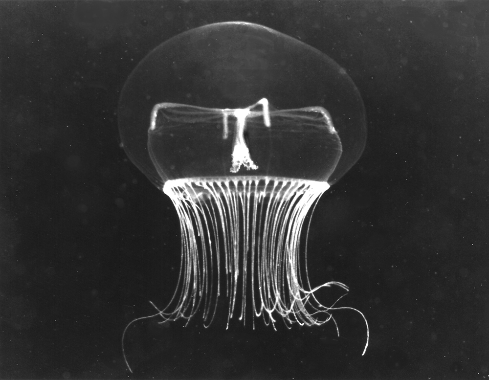 Black Sea Jellyfish