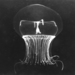Black Sea Jellyfish - Photo (c) Claudia Mills, some rights reserved (CC BY-NC), uploaded by Claudia Mills