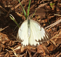 Ascia monuste orseis