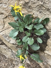 Senecio amplectens holmii