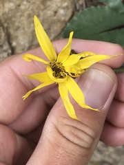 Senecio amplectens holmii