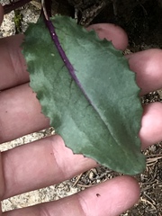 Senecio amplectens holmii