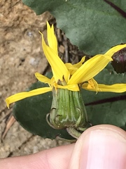 Senecio amplectens holmii