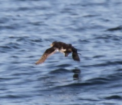 Ptychoramphus aleuticus