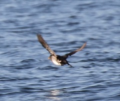 Ptychoramphus aleuticus