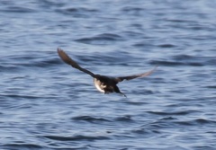 Ptychoramphus aleuticus