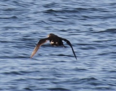 Ptychoramphus aleuticus
