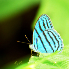Cepheuptychia cephus