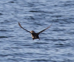 Ptychoramphus aleuticus