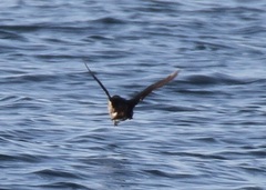 Ptychoramphus aleuticus
