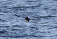 Ptychoramphus aleuticus
