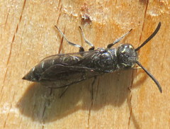 Krombeinopyga pumila