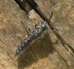 Krombeinopyga pumila