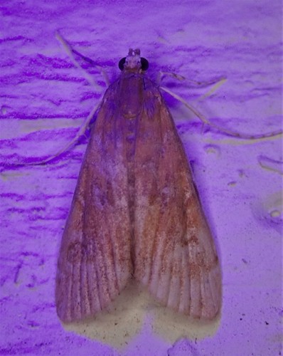 Waterlily Borer Moth photo 5