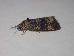 Endothenia