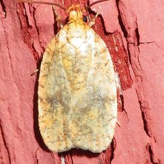 Agonopterix robiniella