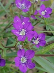 Legousia