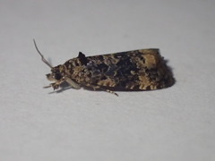 Endothenia