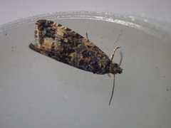 Endothenia