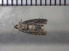 Endothenia