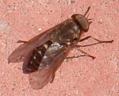 Tabanus bovinus