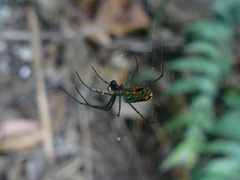 Leucauge argyrobapta