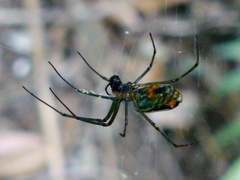 Leucauge argyrobapta