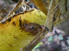 Dendropsophus bogerti