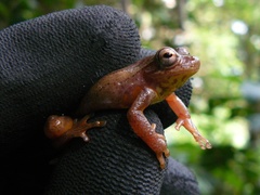 Dendropsophus bogerti