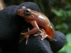 Dendropsophus bogerti
