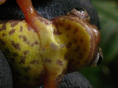 Dendropsophus bogerti