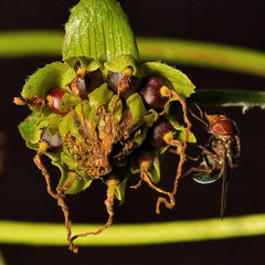 Smallanthus uvedalia